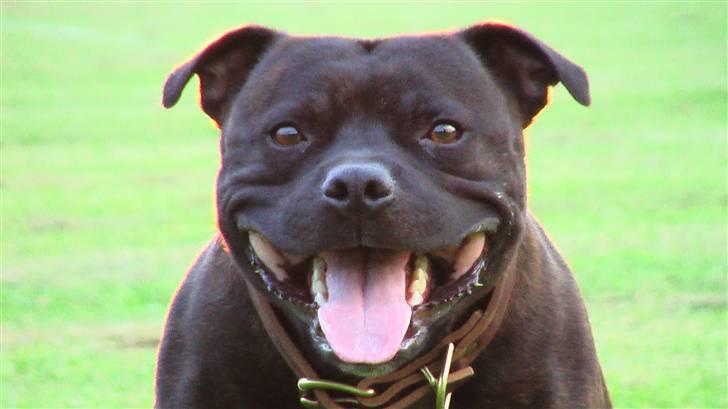 Staffordshire bull terrier !ANDERS´ EIGIL - Perfekt = Eigil´s hoved billede 17