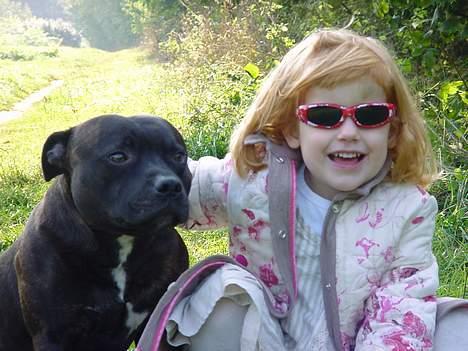 Staffordshire bull terrier !ANDERS´ EIGIL - Eigil & Sarah billede 18