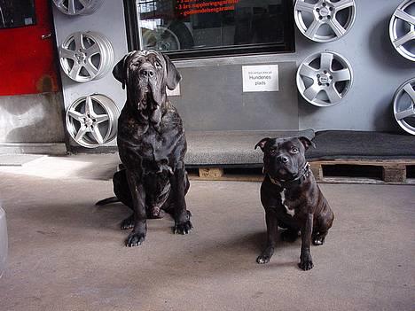 Staffordshire bull terrier !ANDERS´ EIGIL - Rocky og Eigil billede 19