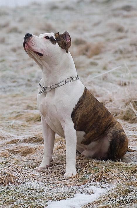 Amerikansk staffordshire terrier Wido Swoboda billede 13