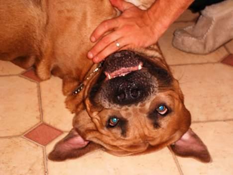 Cane corso Hunter Ro-Ka-Te (joy) billede 15