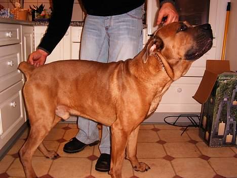 Cane corso Hunter Ro-Ka-Te (joy) billede 16