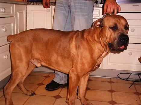 Cane corso Hunter Ro-Ka-Te (joy) billede 17