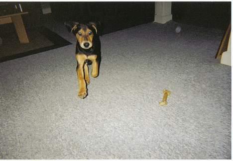 Blanding af racer simba - er jeg ikke bare sød... billede 7