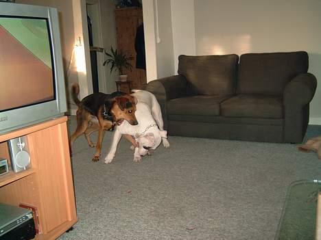 Blanding af racer simba - her er vi blevet store.. men elsker stadig at lege.... billede 9