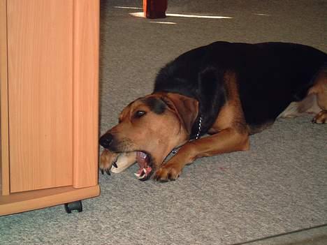 Blanding af racer simba - dejligt bare ligge lidt for sig selv og tygge ben... billede 10