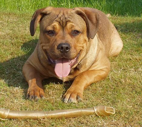 Blanding af racer Bazil - 6 mdr. - Mig og mit kødben billede 1