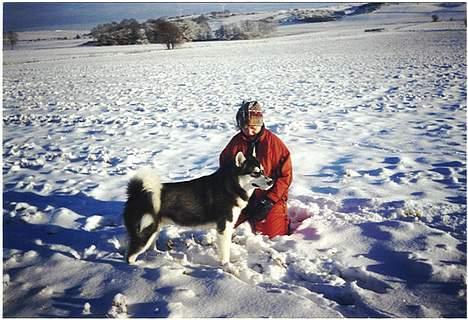 Alaskan malamute Malic *RIP* - Hygge i sneen billede 9