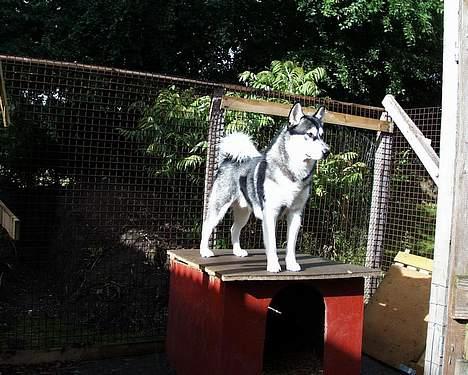 Alaskan malamute Malic *RIP* - styrer lige det hele lidt fra oven billede 10