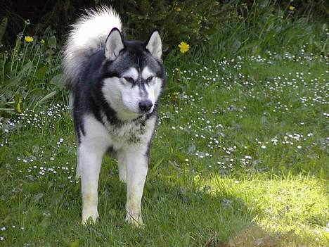 Alaskan malamute Malic *RIP* - Far siger jeg har mælkebøtte-farve på benene. Fårstår ikk hvad han mener billede 12