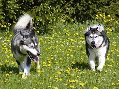 Alaskan malamute Bailey - Kom nuuuu Malic billede 8