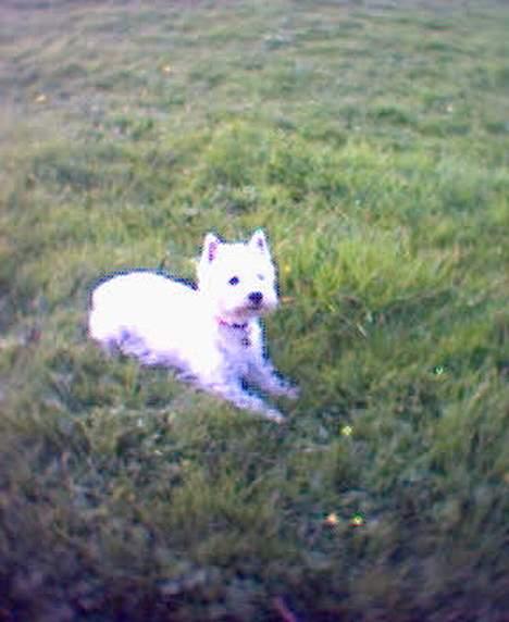 West highland white terrier Soffie - Jeg er bare klar !!!! billede 3