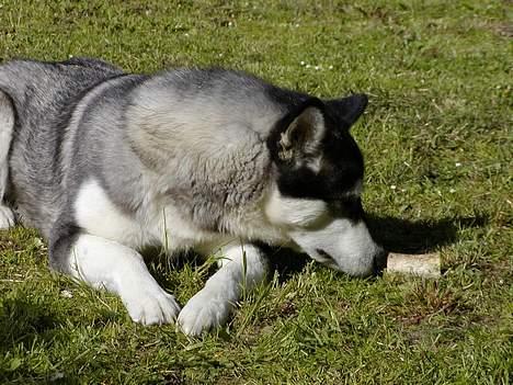 Alaskan malamute Bailey - mmmums - ko-knogle billede 9