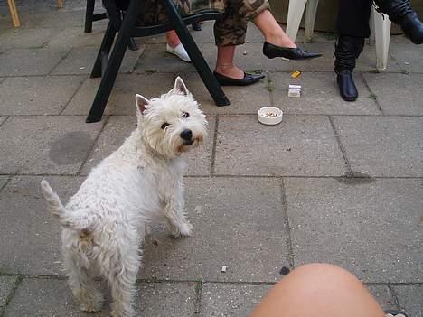 West highland white terrier Soffie - Hmmmm....mente du mig ?? billede 4