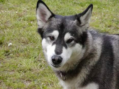 Alaskan malamute Bailey - Hejsa billede 10
