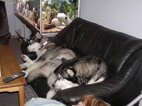 Alaskan malamute Bailey - vi deler også sofa´en billede 11