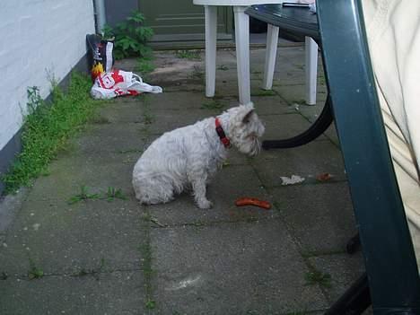 West highland white terrier Soffie - Uhmm.....en pølse til mig !!! billede 5