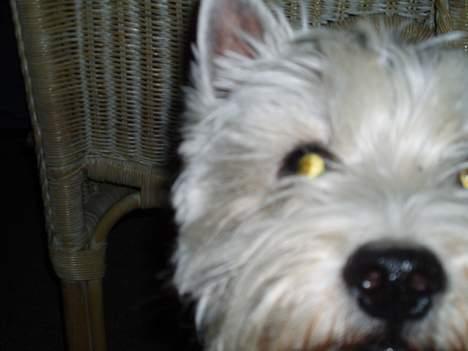 West highland white terrier Soffie - Halllllllllo !!!!!! billede 6
