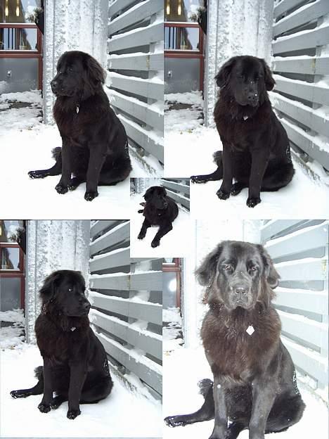 Newfoundlænder Mille - her er det vinter 2005 billede 16