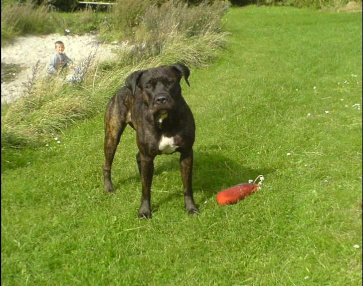 Amerikansk staffordshire terrier Bella Donna - Bella siger: KOM NU OG KAST DEN.... (NYT) billede 1