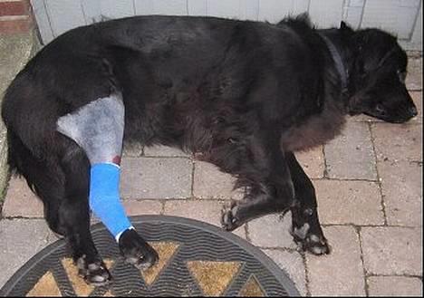 Newfoundlænder Mille - av :´( har brækket miit ben.- Det var bare en frykkelig dag. den dag da du brækkede banet mit lille pus.  vi trode det ar sidste gange vi så dag. (7 sym og en hjern plade i dit lille ben) orh mille du må aldrig gør os så bange igen. ELSKER DIG SKAT!! billede 17