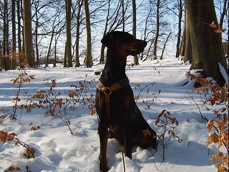 Dobermann  Eboss)jubari - nyt  den  7/3 billede 20