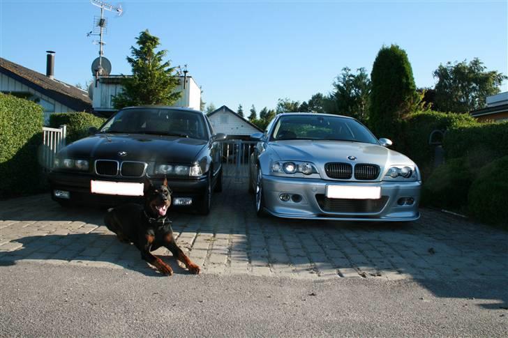 Dobermann Tarzan - Elsker Bmw;-D billede 4