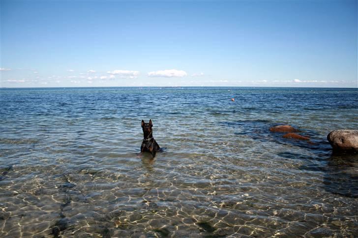 Dobermann Tarzan - Den lille havhund -2008 billede 6