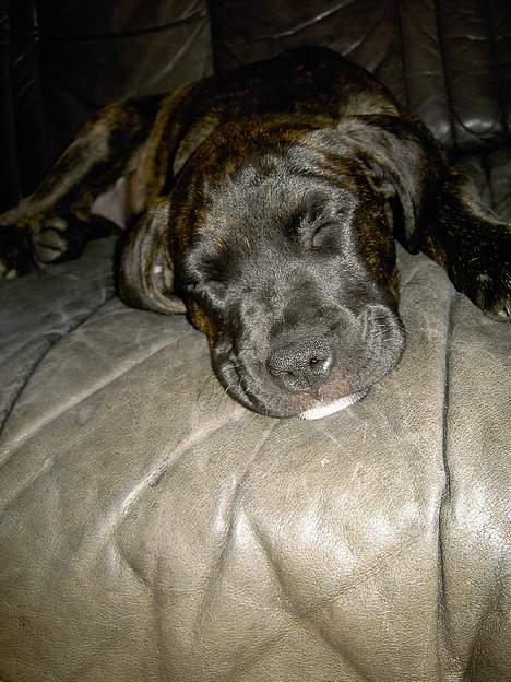 Amerikansk staffordshire terrier Bella Donna - Her er Bella meget træt.. bella 2½ mnd. billede 3