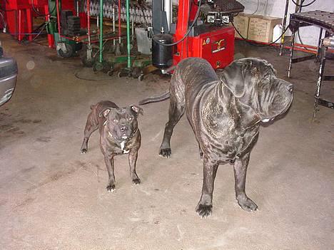 Staffordshire bull terrier !ANDERS´ EIGIL - Rocky og Eigil billede 20