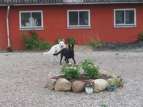 Hvid schæfer Tinka's Fonzi *Død* - Her er jeg sammen med min "kæreste" billede 15
