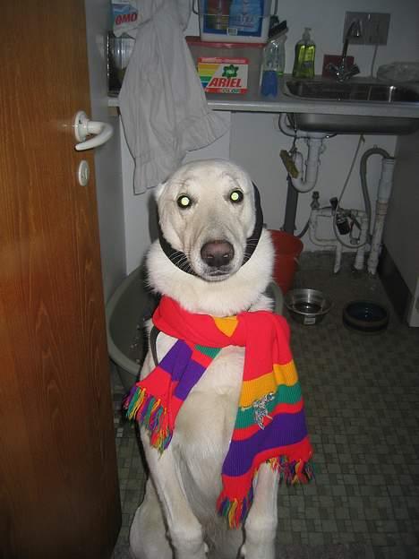 Hvid schæfer Tinka's Fonzi *Død* - Klædt på til vintervejret... :) billede 17