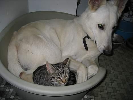 Hvid schæfer Tinka's Fonzi *Død* - Jeg kan jo godt sammen med katte.... :) billede 18