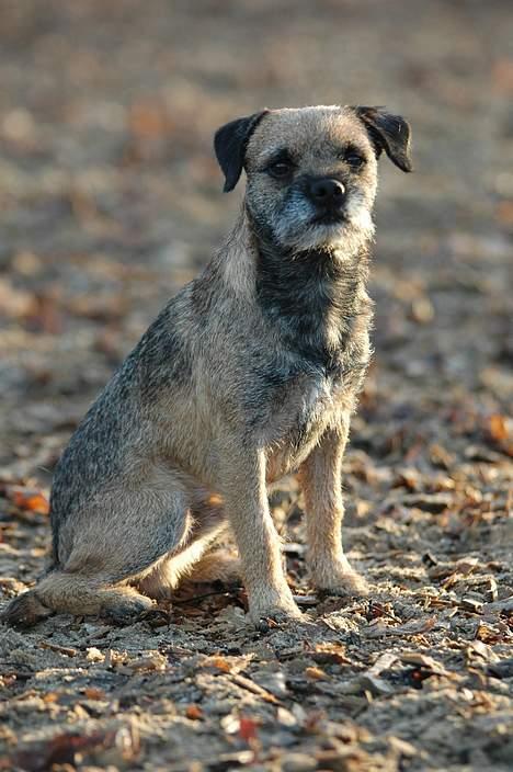 Border terrier lutra´s oscar - Hva´ var det..? billede 5
