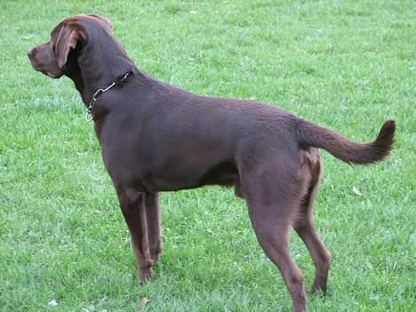 Labrador retriever Oliver billede 6