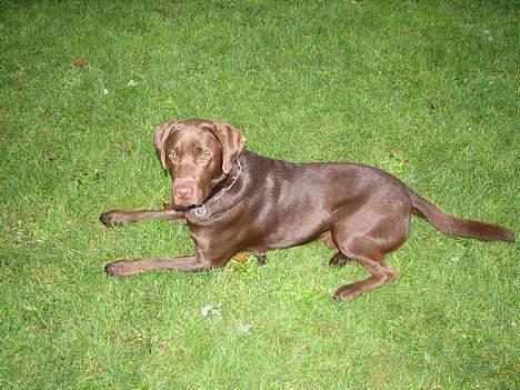 Labrador retriever Oliver billede 7