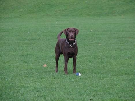 Labrador retriever Oliver billede 8