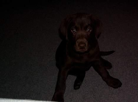 Labrador retriever Oliver billede 9