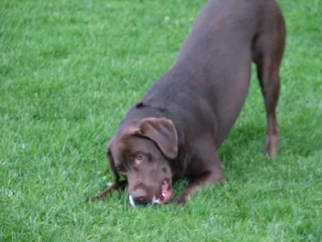 Labrador retriever Oliver billede 10