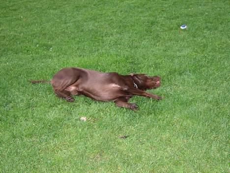 Labrador retriever Oliver billede 11