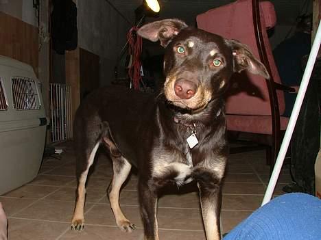 Australsk kelpie Tazz - Er der nogle der snakker om mine ører billede 2