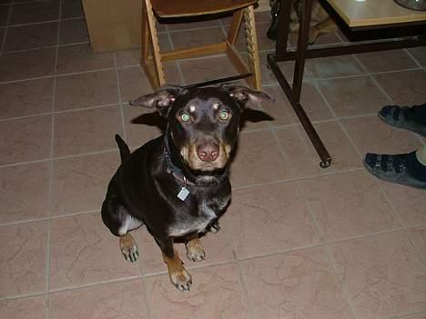 Australsk kelpie Tazz billede 4