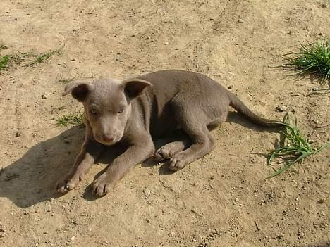 Australsk kelpie Tazz - Hej det her er min ene datter Amanda også kaldt Musen Hilsen Tazz billede 5