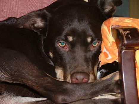 Australsk kelpie Tazz billede 6