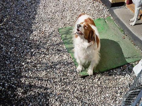 Kooikerhondje Zibbe - Zibbe nyder nogle af de første solstråler  billede 8