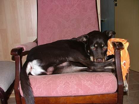 Australsk kelpie Tazz - Ja det er så min stol. billede 7