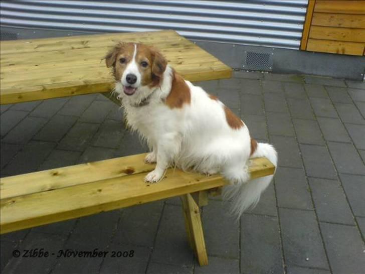 Kooikerhondje Zibbe - Hvad man ikke gør for at få en godbid billede 9