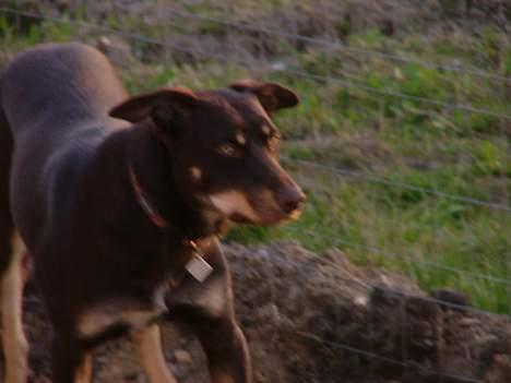 Australsk kelpie Tazz billede 8