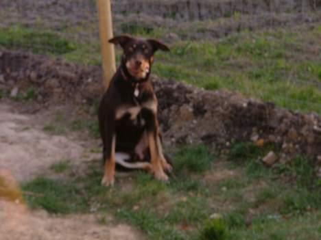 Australsk kelpie Tazz billede 9