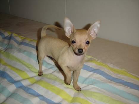 Chihuahua Tyson billede 1